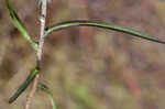 Willowleaf lettuce